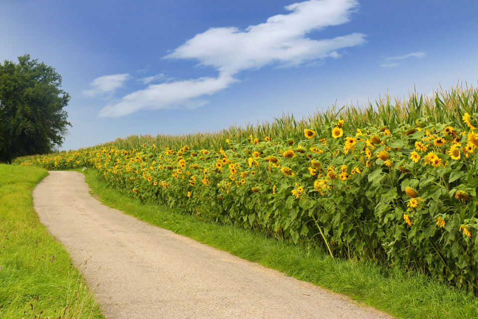 Sonnenblumen