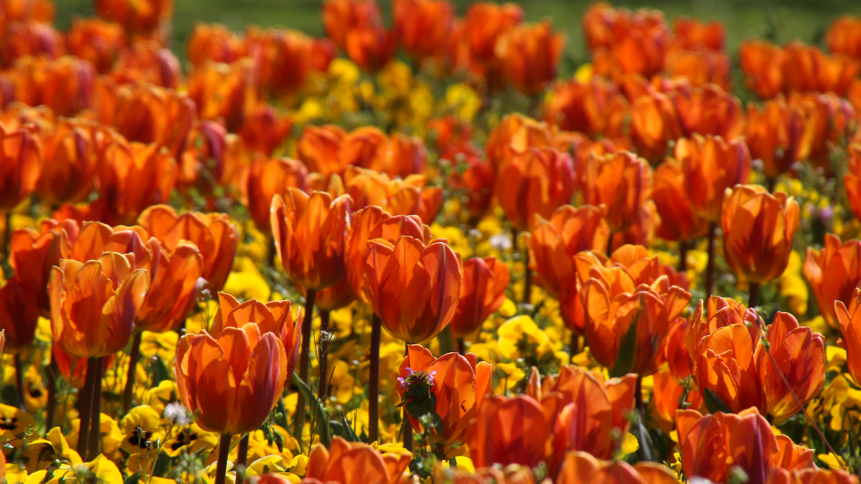 orangene Tulpen
